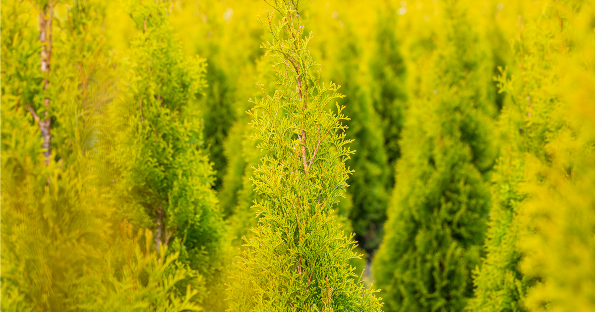 Thuja Occidentalis Sunny Smaragd