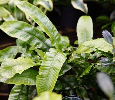 Asplenium scolopendrium