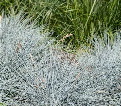 Festuca glauca 'Elijah Blue'