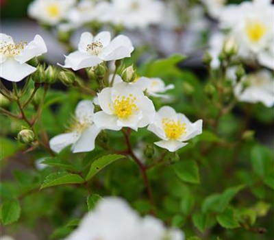 Rosa 'Bienenweide' -R- Weiß BDR