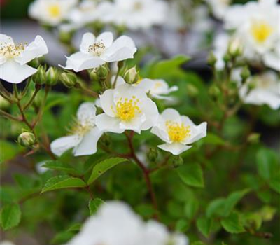 Rosa 'Bienenweide' -BDR- Weiß