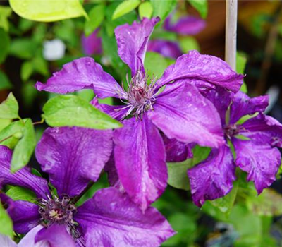 Clematis 'Honora'