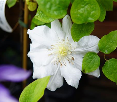 Clematis 'Madame Le Coultre'