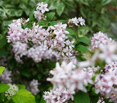 Deutzia hybrida 'Mont Rose'