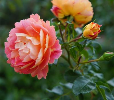 Rosa 'Bienenweide' Mango -BDR-