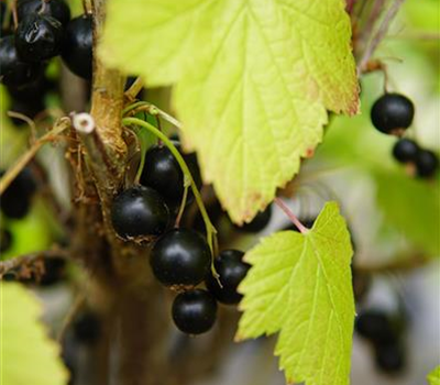 Ribes nigrum 'Titania' CAC