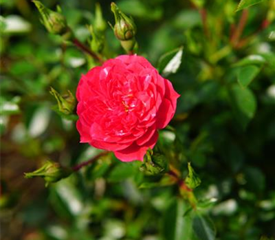 Rosa 'Knirps' -R- BDR