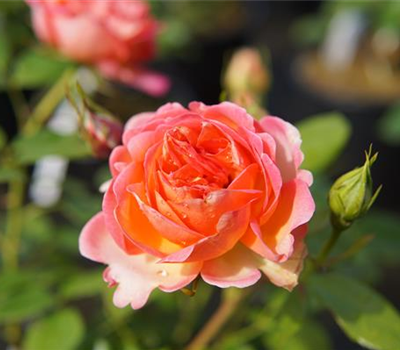 Rosa 'Auguste Escoffier' ® BT