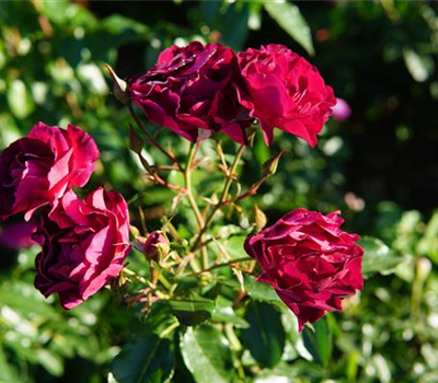Rosa 'Ile de Fleurs' -R- STR