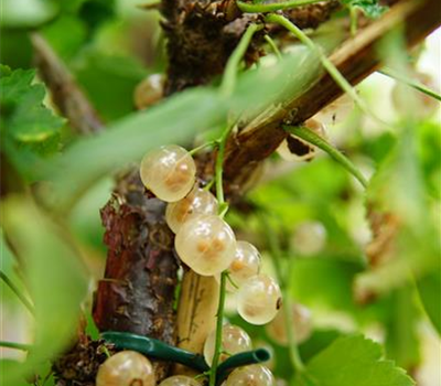 Ribes rubrum 'Zitavia' CAC
