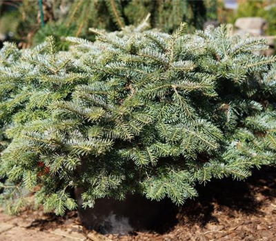 Abies koreana 'Tanja'