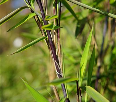 Fargesia nitida 'Black Pearl'