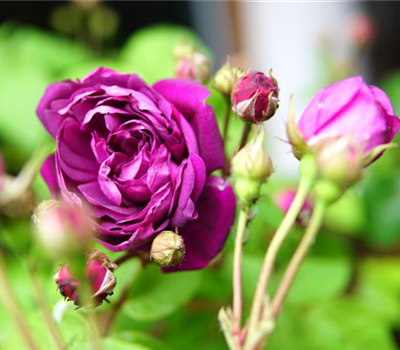 Rosa 'Cardinal de Richelieu' STR