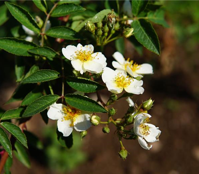 Rosa 'Natura Siluetta' -R- KL