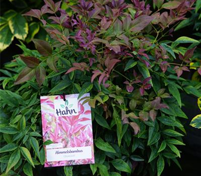 Nandina domestica 'Obsessed' -R-