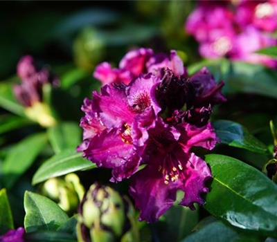 Rhododendron Hybr.'Dramatic Dark' -R-
