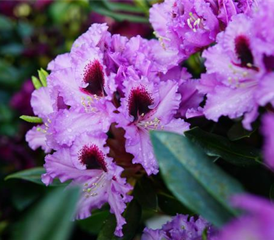 Rhododendron Hybr.'Kabarett' -R-