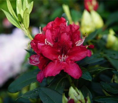 Rhododendron Hybr.'Karl Naue'