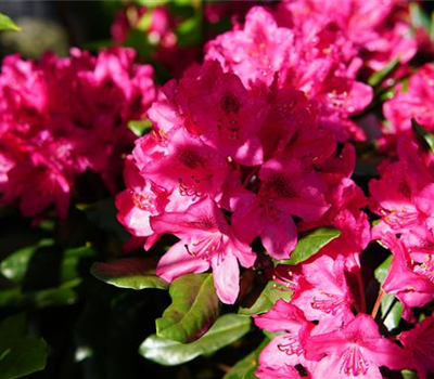 Rhododendron Hybr.'Nova Zembla'