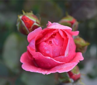 Rosa 'Gartenprinzess. Marie-José' -R- BT