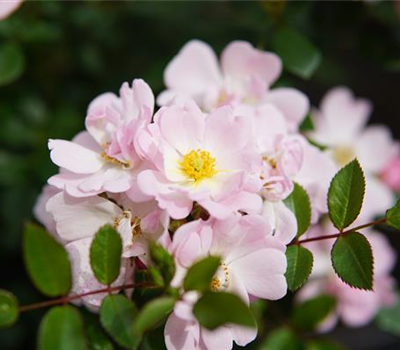 Rosa 'Sternenhimmel' -R- Z