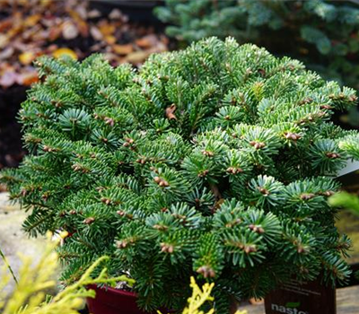 Abies nordmanniana 'Münsterland'