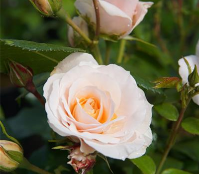 Rosa 'Sirius' -R- BT