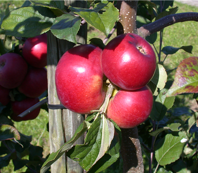 Malus 'Jarle'