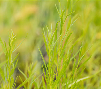 Artemisia dracunculus