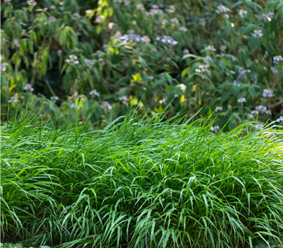 Hakonechloa macra 'Greenhills'