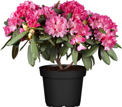 Rhododendron yak.'Anuschka'