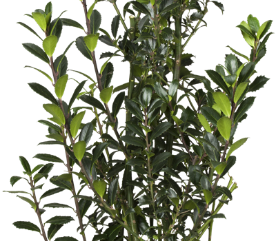 Ilex meserveae 'Heckenpracht'® (S)