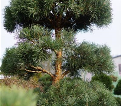 Pinus sylvestris 'Glauca'