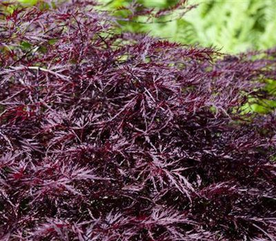 Acer palmatum 'Firecracker' -R-