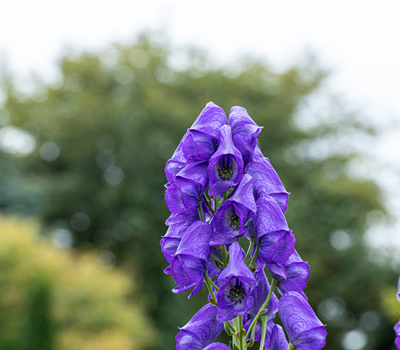 Aconitum x arendsii