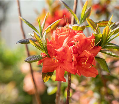 Rhododendron lut.'Royal Command' I