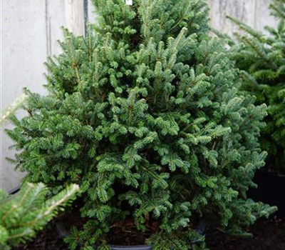 Abies alba 'Fastigiata'