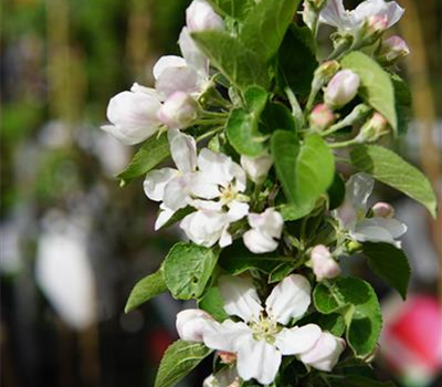 Malus 'Allegro' ® CAC