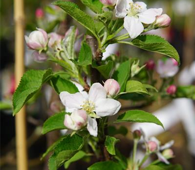 Malus domestica Merkur (R)