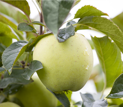 Malus domestica Weißer Klarapfel