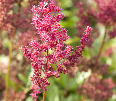 Astilbe japonica Bremen
