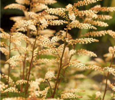 Aruncus aethusifolius