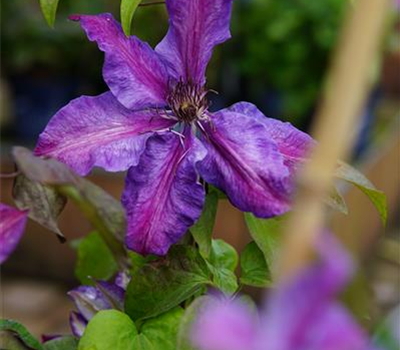 Clematis 'Mrs. N. Thompson'