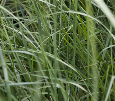 Miscanthus sinensis 'Graziella'