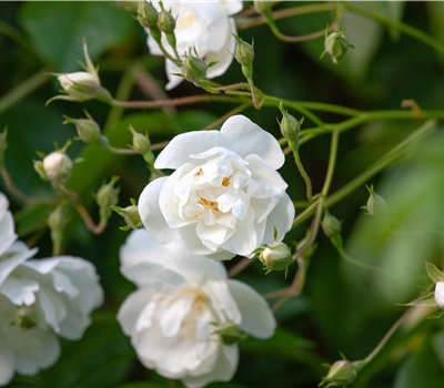 Rosa Rambler 'Bobby James'