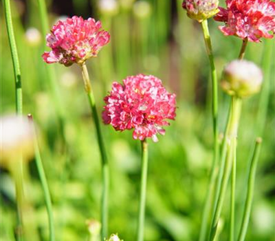 Armeria pseudarmeria 'Ballerina Red'