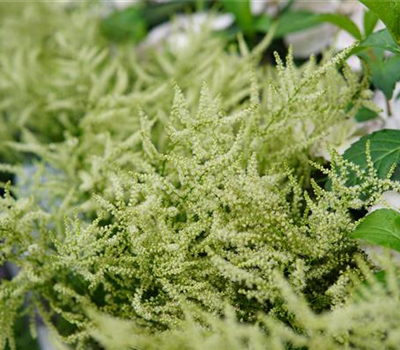 Aruncus Hybr. ' Fairy Hair '