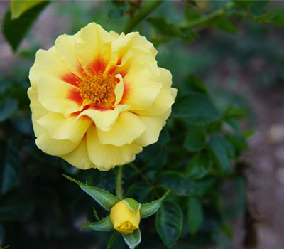 Rosa 'Orienta Aylin' -BT-