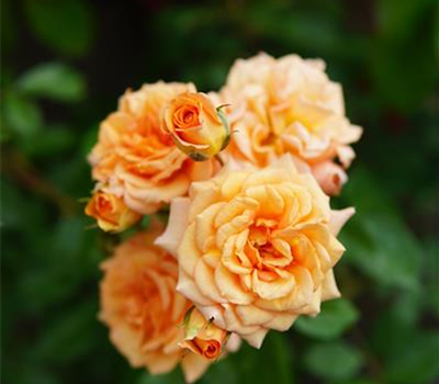 Rosa Bentheimer Gold + Centro Rose