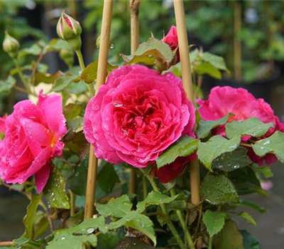 Rosa 'Gabriel Oak' STR